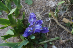 Iris kemaonensis