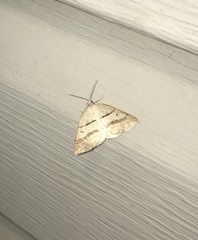 Petrophora subaequaria