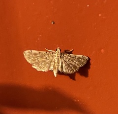 Lamprosema tampiusalis