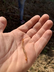 Theatops erythrocephalus