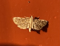 Lamprosema tampiusalis