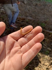 Theatops erythrocephalus