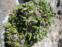 Oldenburgia paradoxa