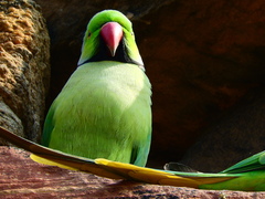 Psittacula krameri