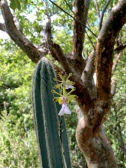 Psychilis macconnelliae