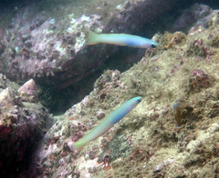 Ptereleotris monoptera