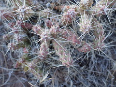 Micropuntia pulchella