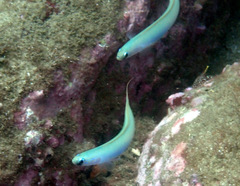 Ptereleotris monoptera