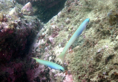 Ptereleotris monoptera