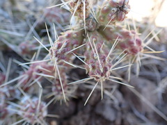 Micropuntia pulchella