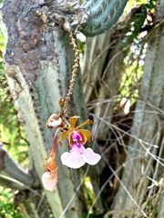 Psychilis macconnelliae