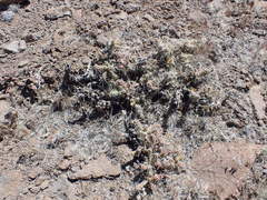Micropuntia pulchella