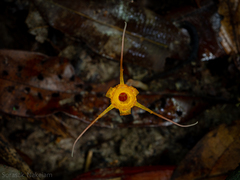 Thismia arachnites