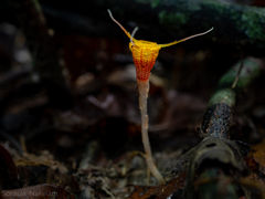 Thismia arachnites