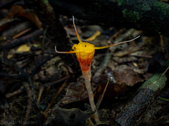 Thismia arachnites