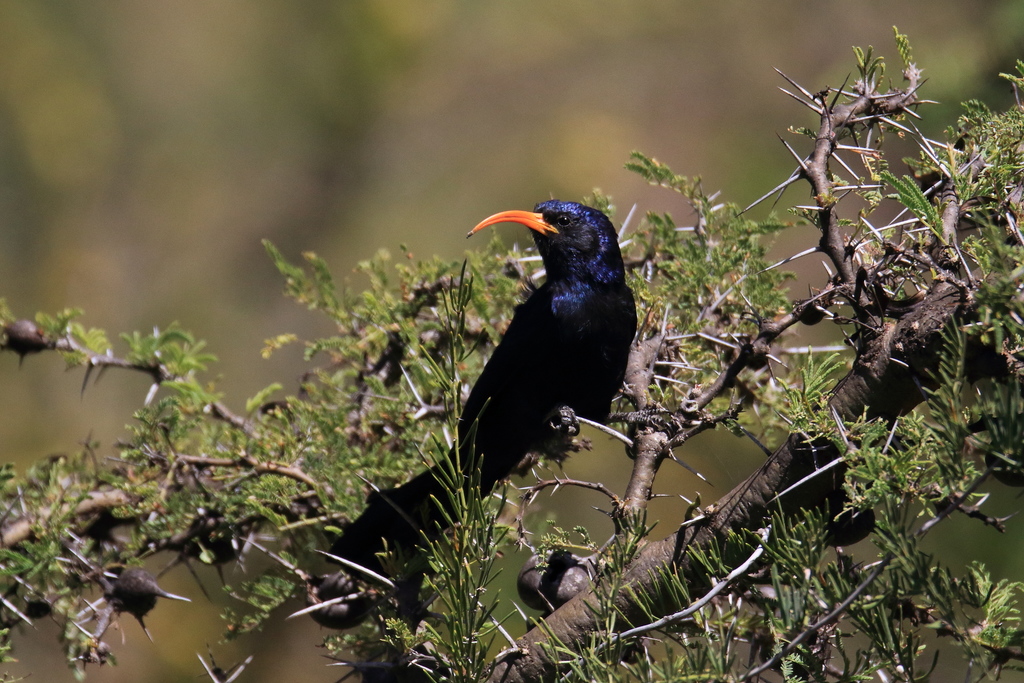 Abyssinian Scimitarbill