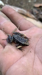 Eleutherodactylus lentus