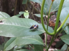 Hemithyrsocera vittata