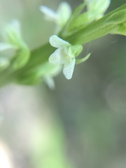 Platanthera ephemerantha