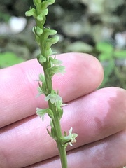 Platanthera ephemerantha