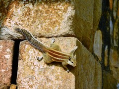 Funambulus pennantii