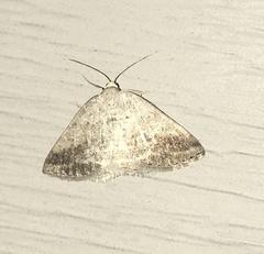 Lomographa glomeraria