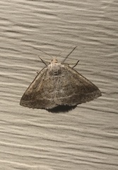 Lomographa glomeraria