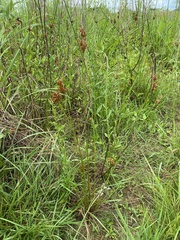 Juncus filipendulus