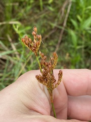 Juncus filipendulus