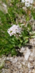 Valeriana californica