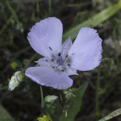 Calochortus uniflorus