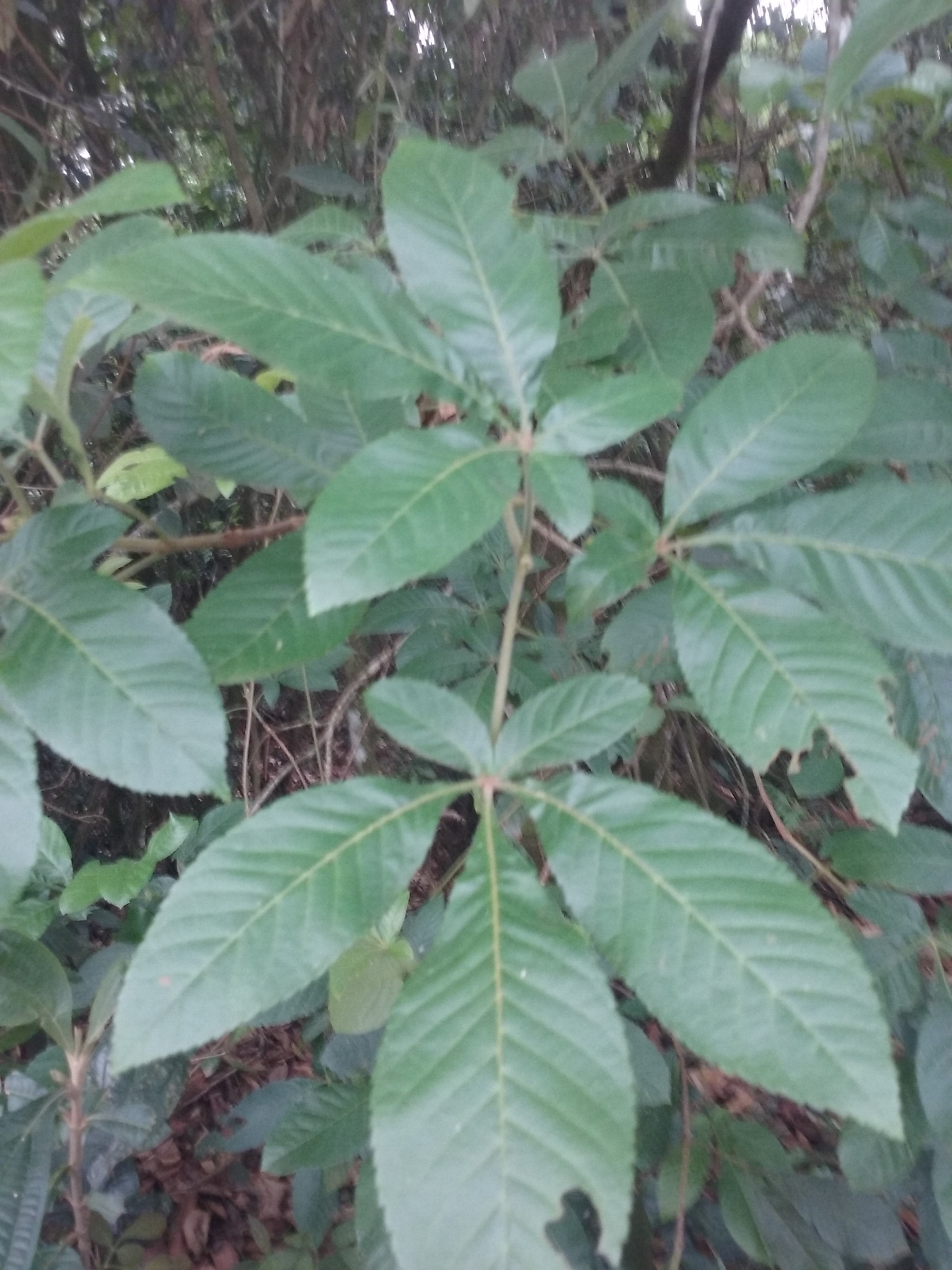 Vitex megapotamica