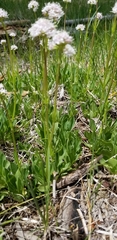 Valeriana californica
