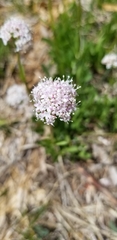 Valeriana californica