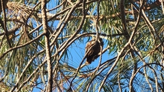 Buteo jamaicensis