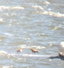 Calidris canutus