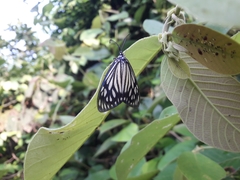 Cyclosia papilionaris