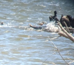 Calidris canutus