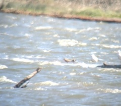 Calidris canutus