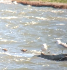 Calidris canutus