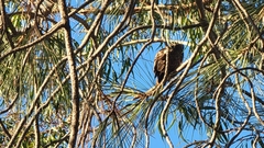 Buteo jamaicensis
