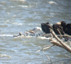 Calidris canutus