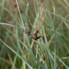 Bolboschoenus caldwellii