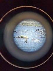 Calidris canutus
