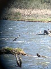 Calidris canutus