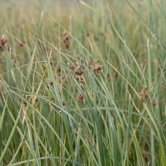 Bolboschoenus caldwellii