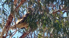 Buteo jamaicensis