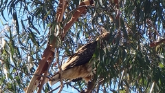 Buteo jamaicensis