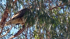 Buteo jamaicensis