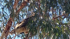 Buteo jamaicensis